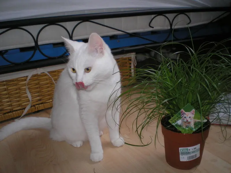 Image from Minou