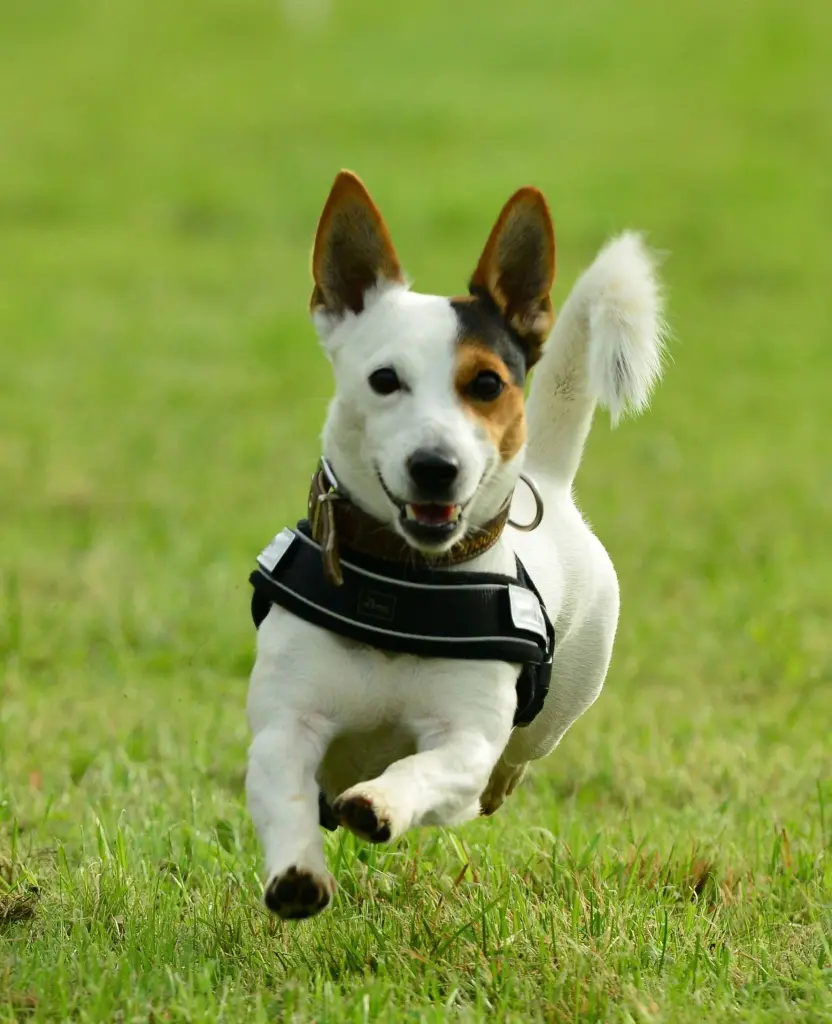 Image from Snoopy