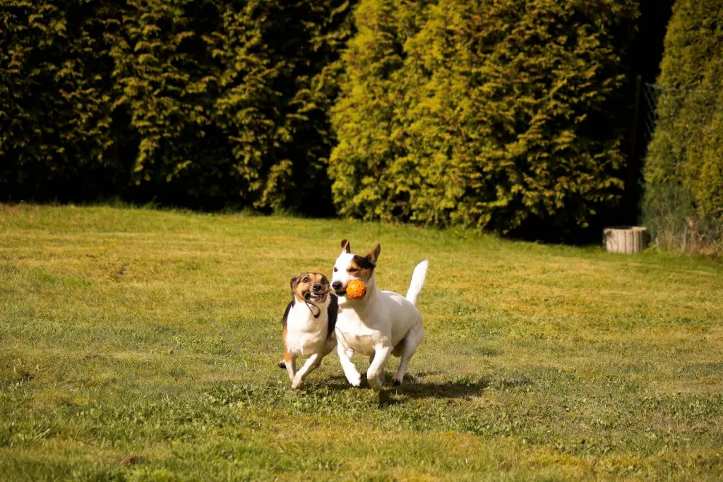 Image from Snoopy