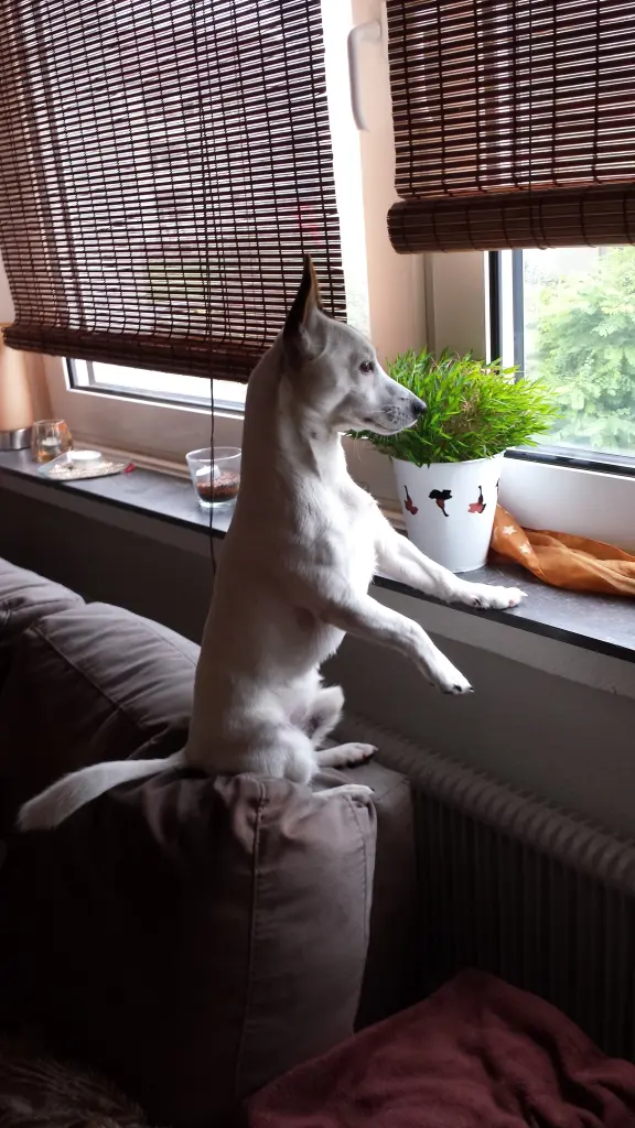 Image from Snoopy