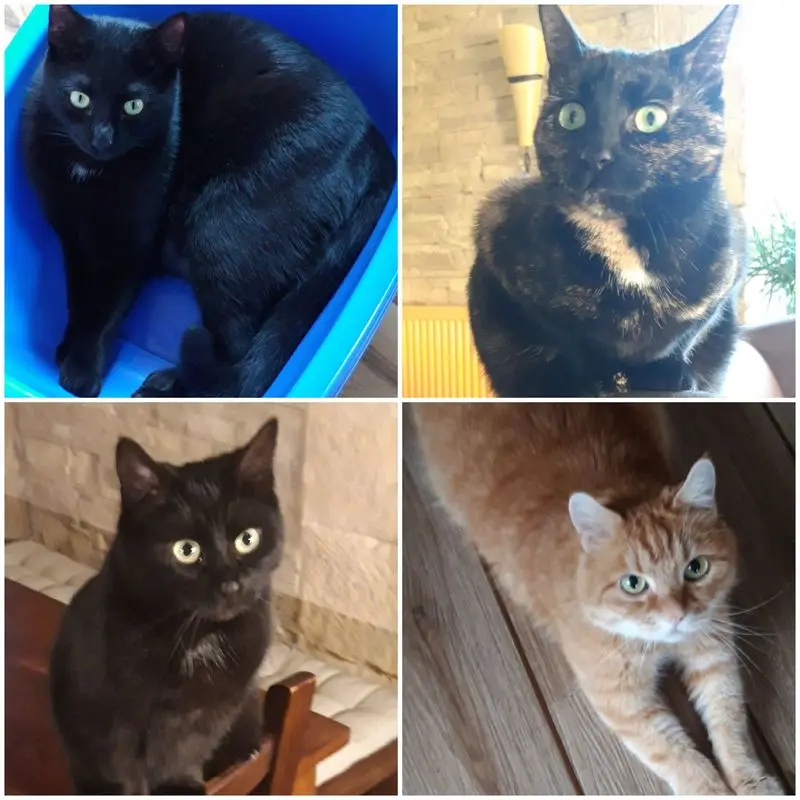 Condolence image of Carina mit Lilly, Brownie, Biko & Fidelio