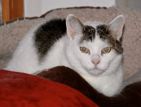 Condolence image of Claudia