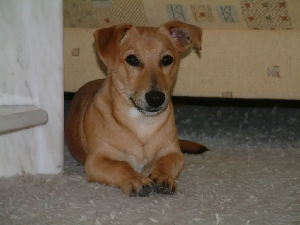 Image from Dobby