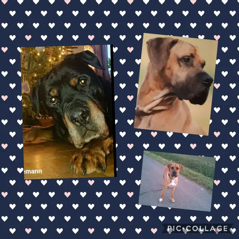 Condolence image of Claudia mit Dougles ,Murphy und Odin im Herzen