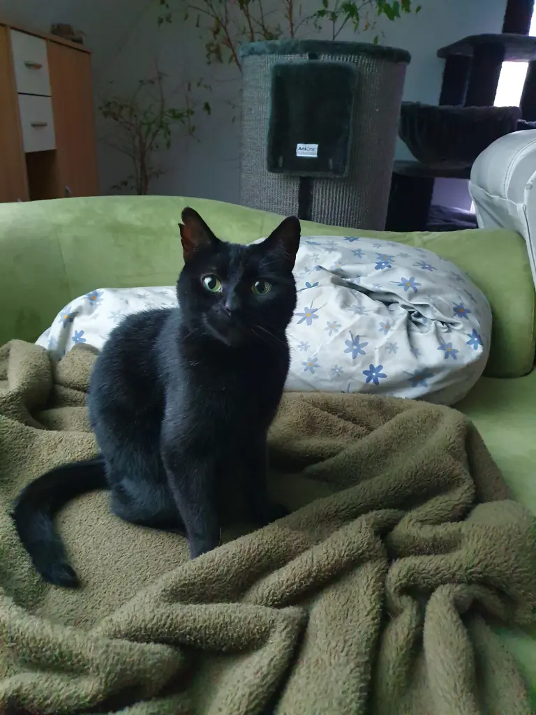 Image from Simba