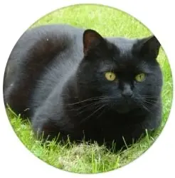Image from Merlin