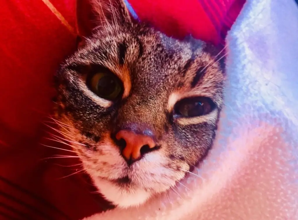 Image from Cleo