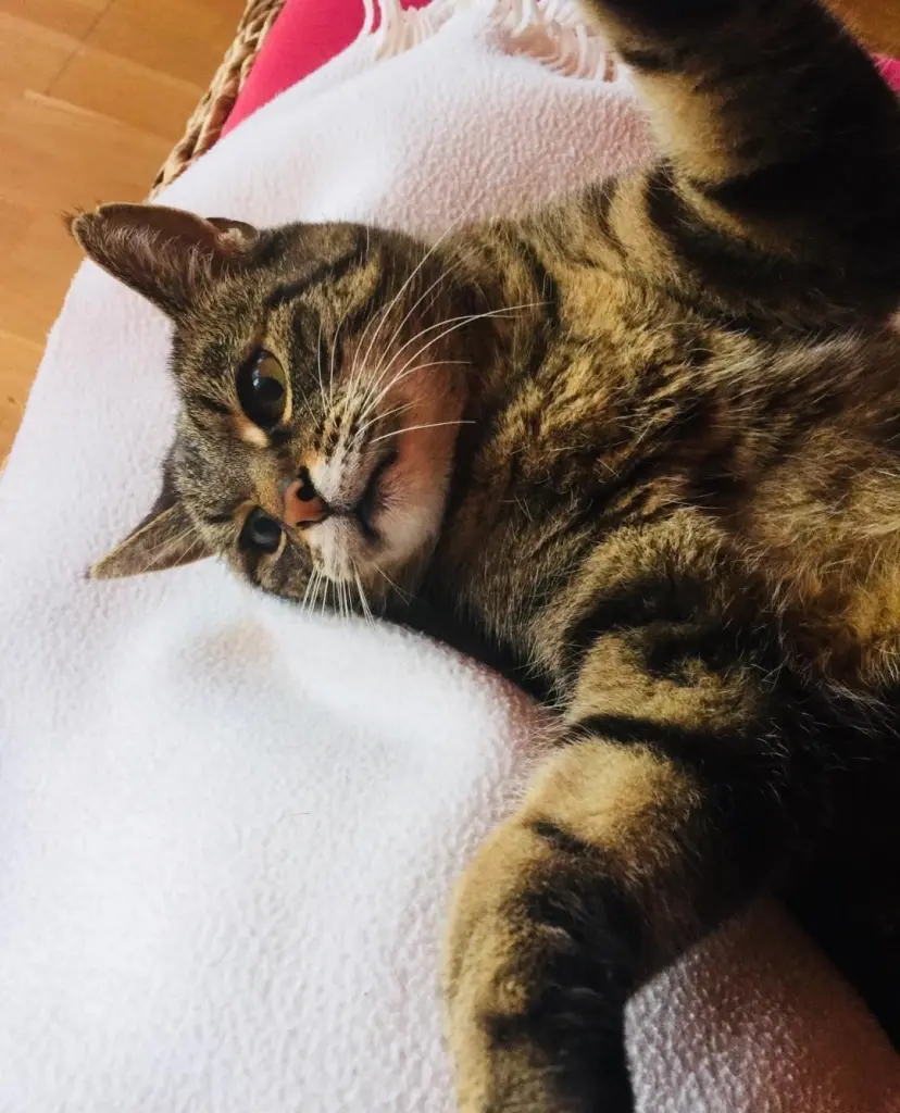 Image from Cleo