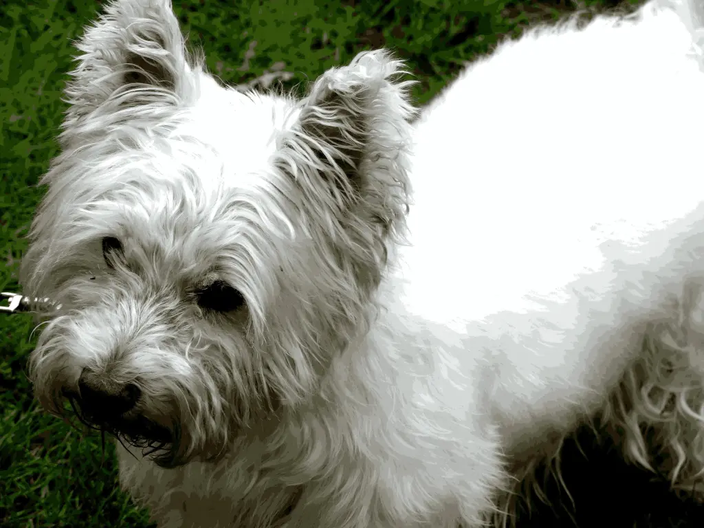 Condolence image of Astrid