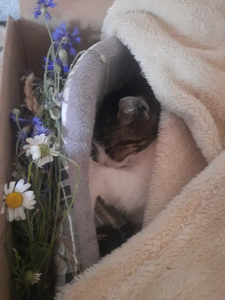 Image from Sammy , Mr.Miez