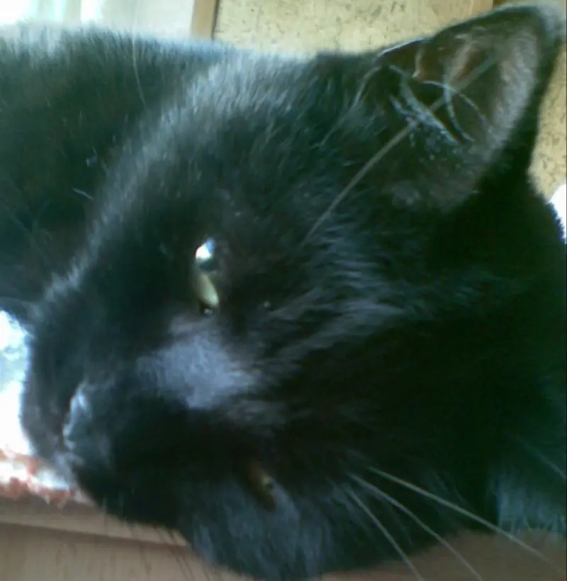 Condolence image of Für Mimi ❤