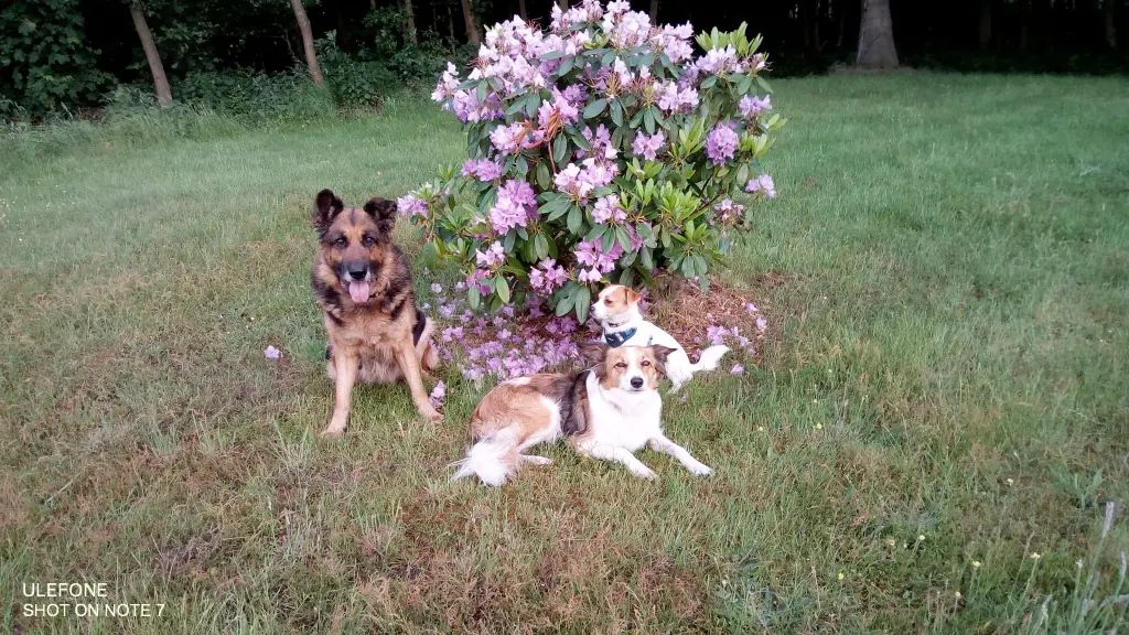Image from Timmy