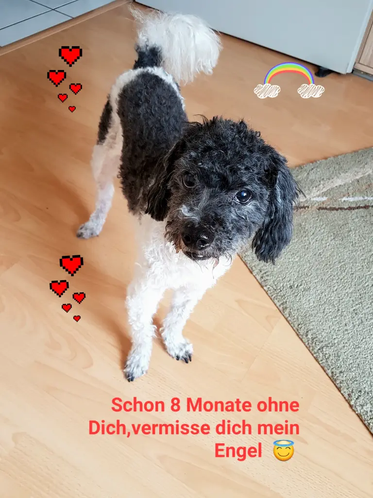Condolence image of Dein Frauchen