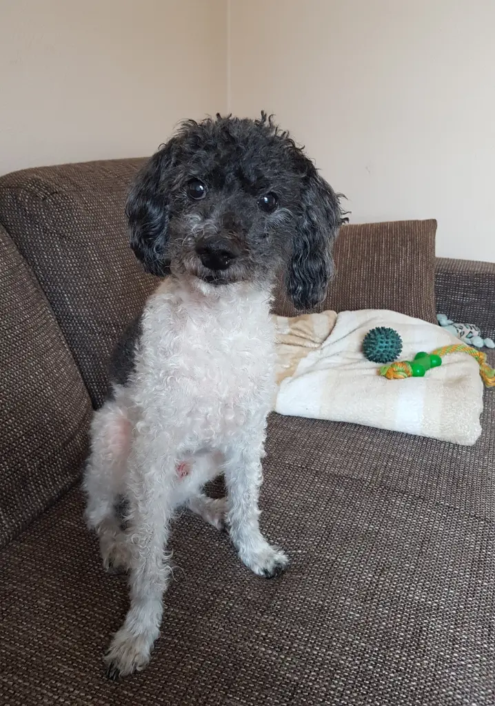 Image from Micky