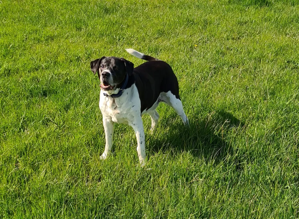 Image from Tyson