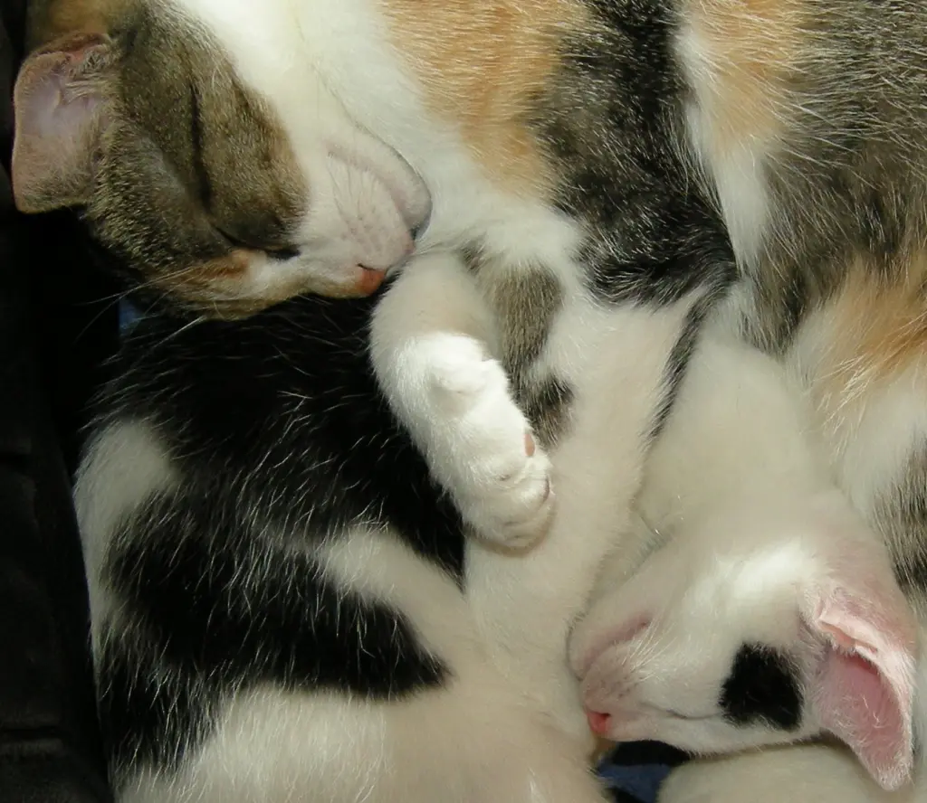 Image from Neo