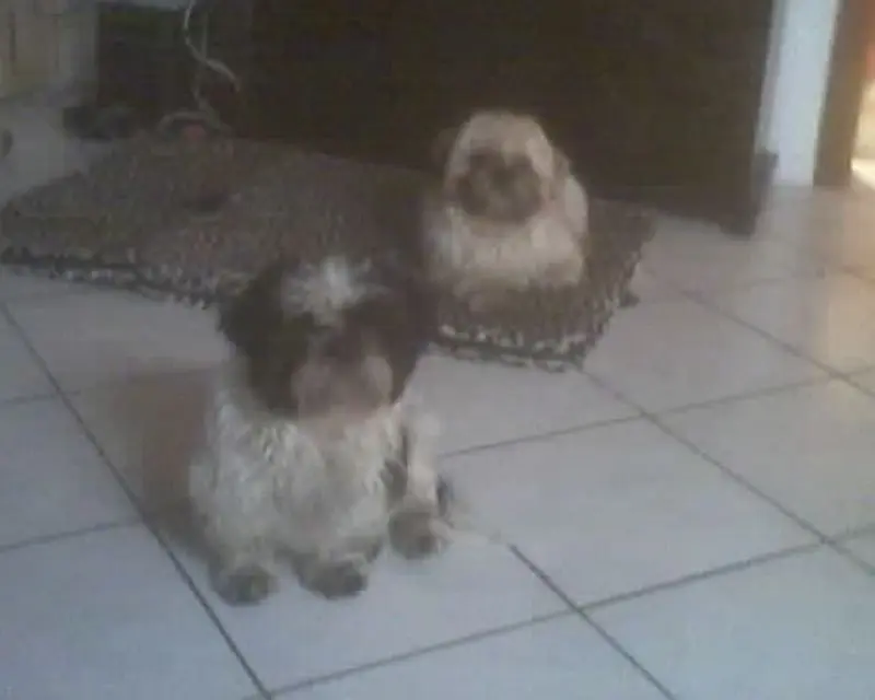Condolence image of sabina mit sharky und Maitlyn im Herzen