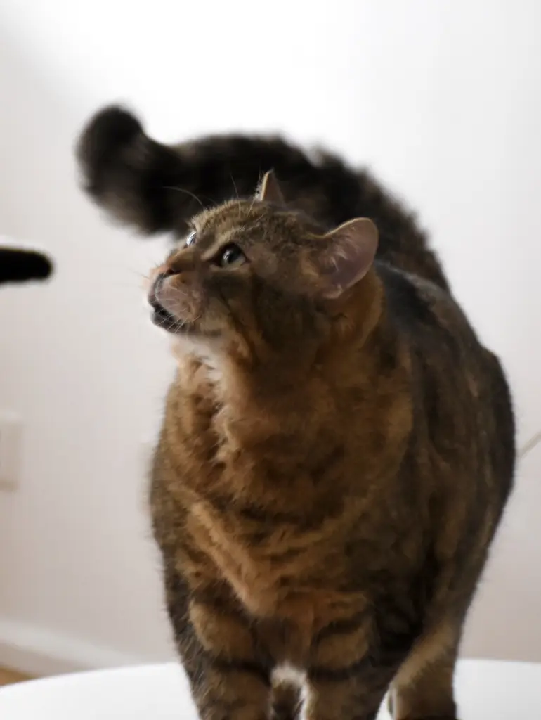 Image from Miss Kitty Kitten Cat