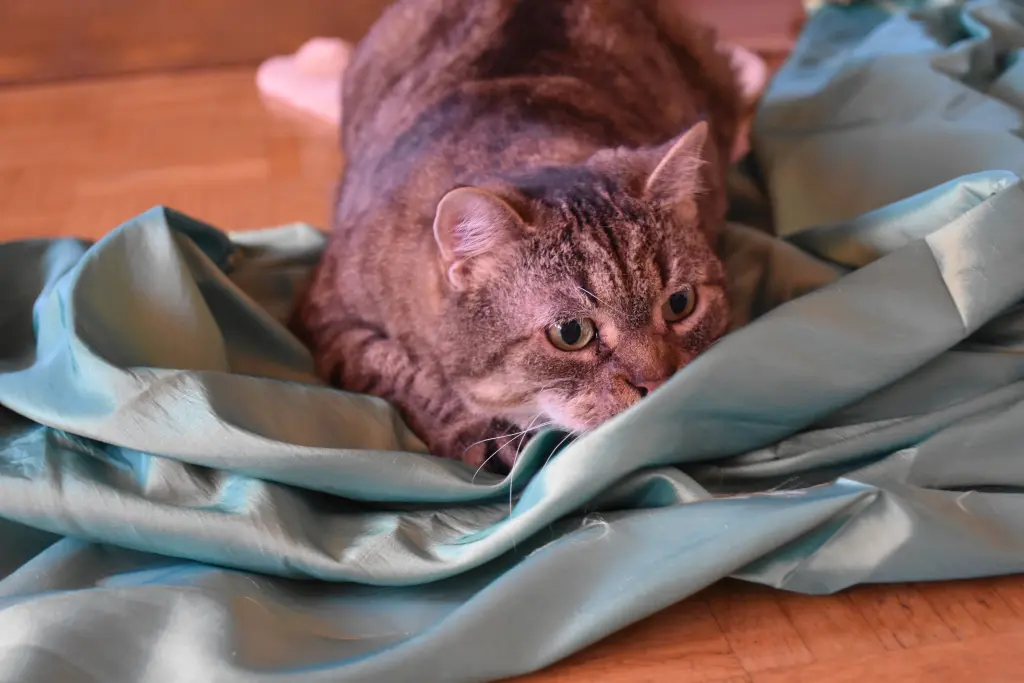 Image from Miss Kitty Kitten Cat