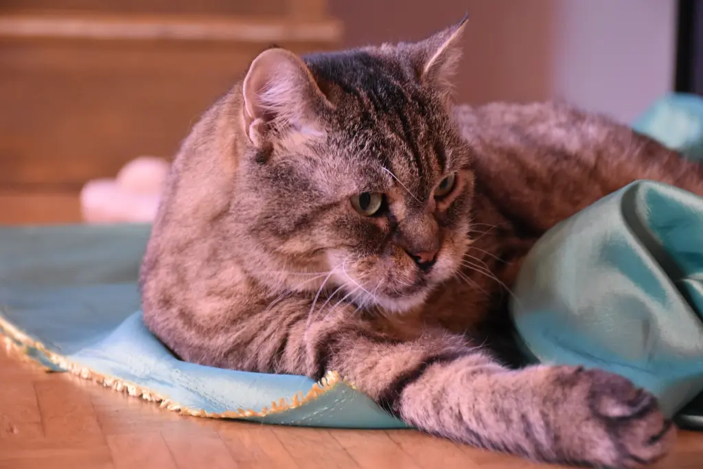 Image from Miss Kitty Kitten Cat