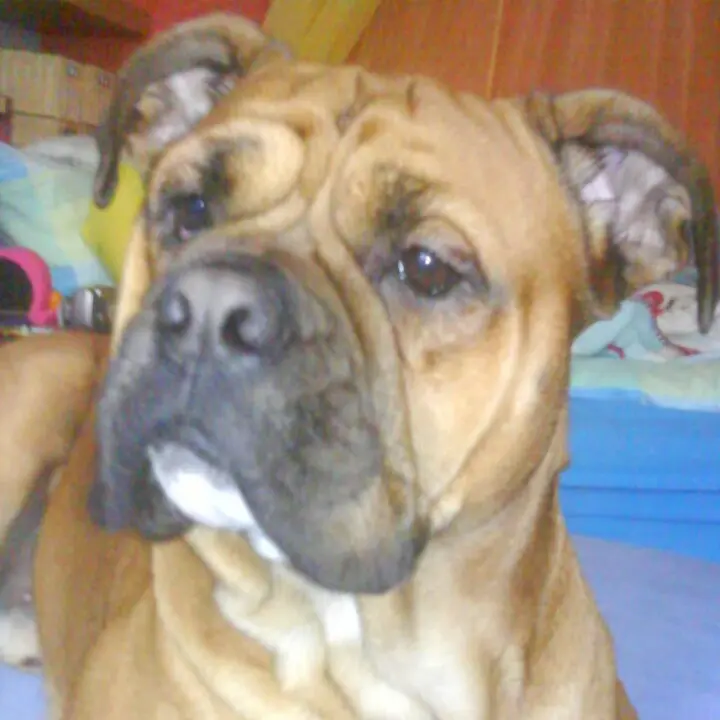 Image from Samis