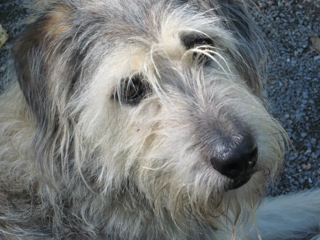 Image from Sookie