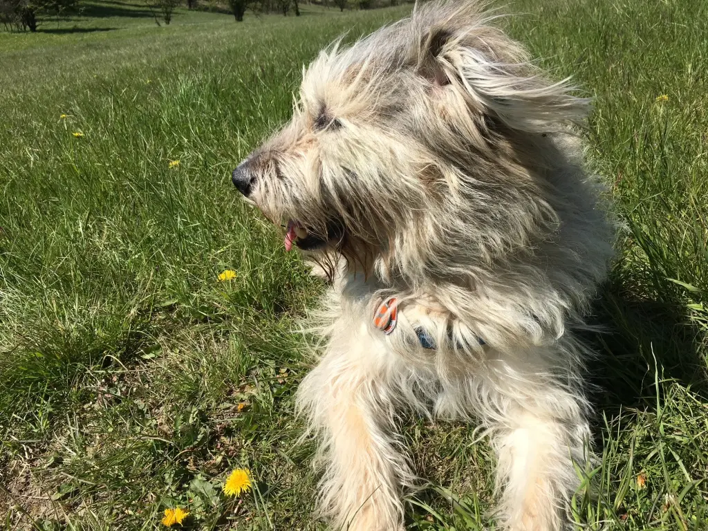 Image from Sookie