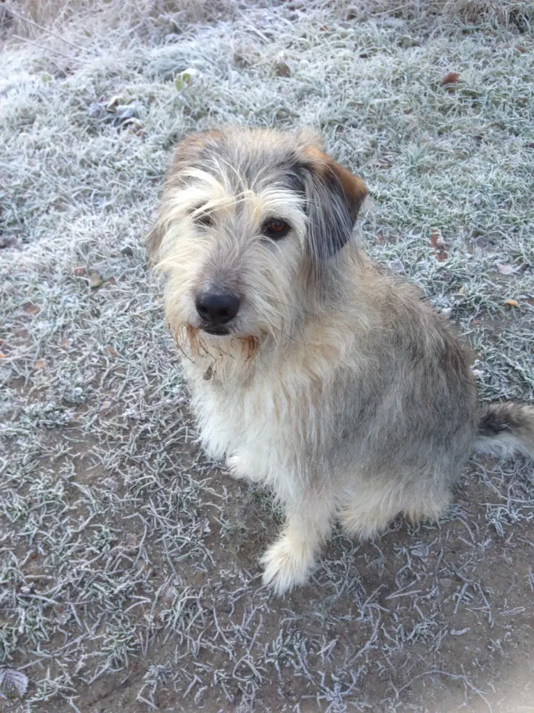 Image from Sookie