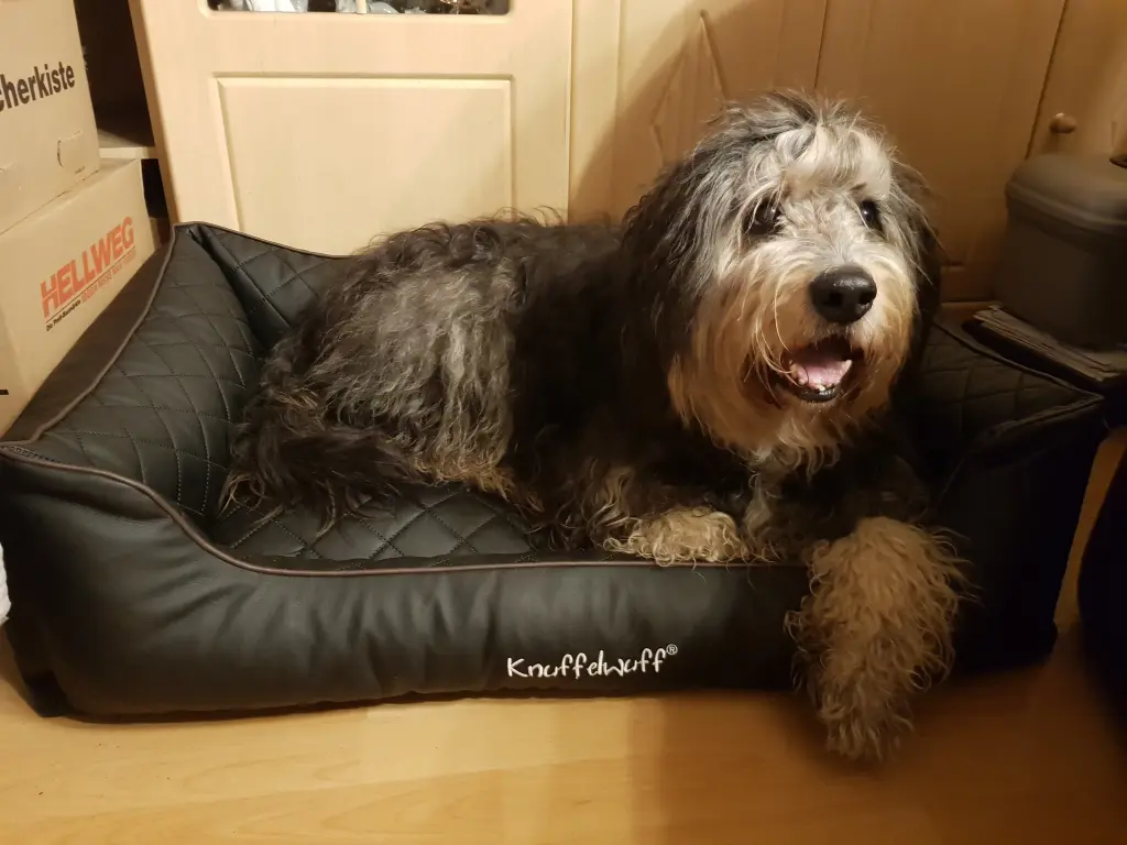 Image from Curly