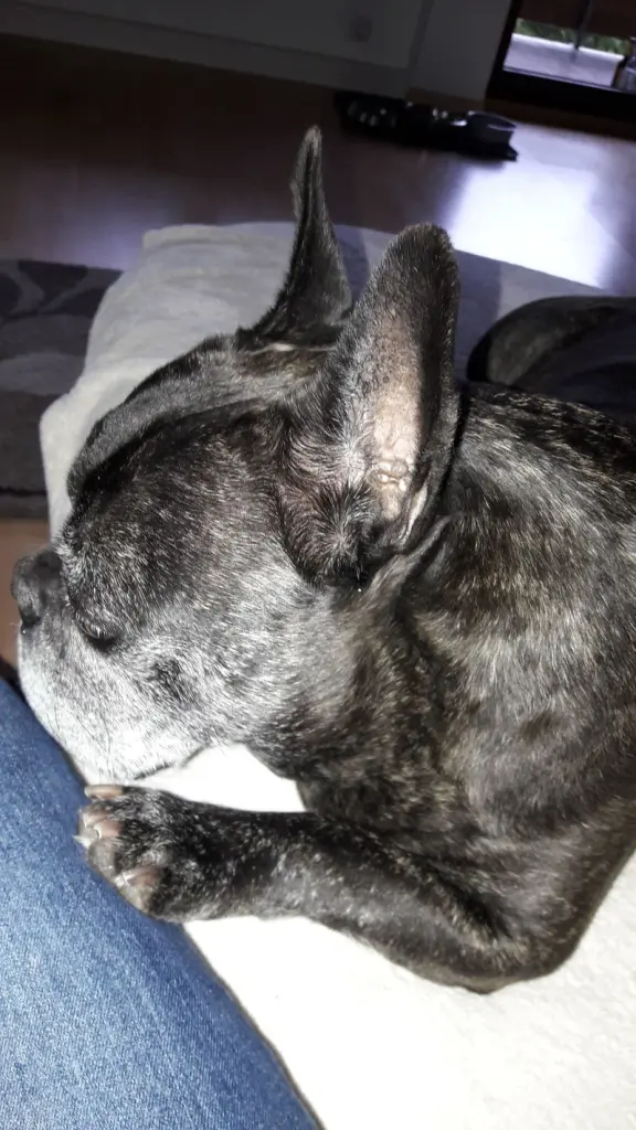 Condolence image of Alois und Gudrun mit Yoda im Herzen 