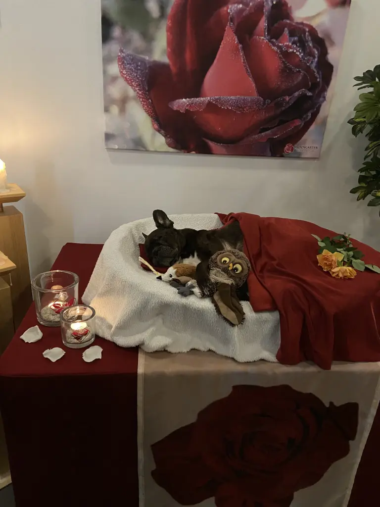 Image from Missy