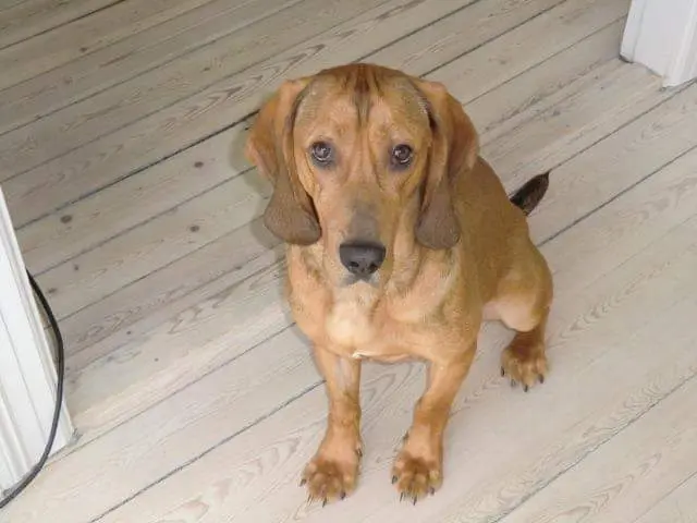 Image from Pepper