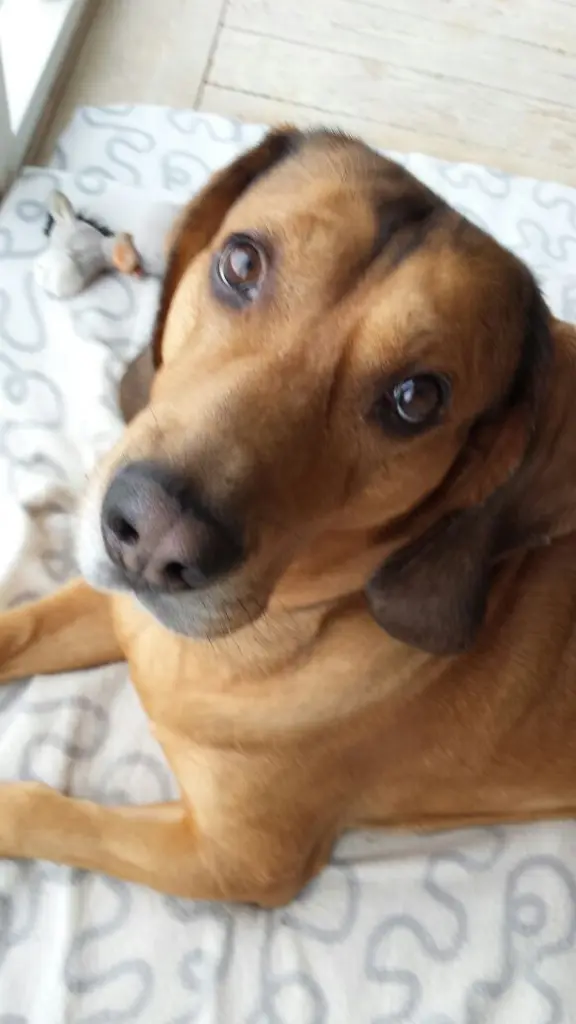 Image from Pepper