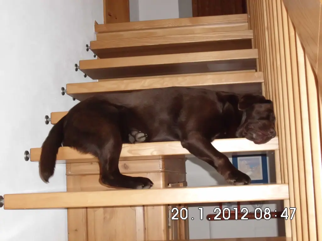 Condolence image of Axel
