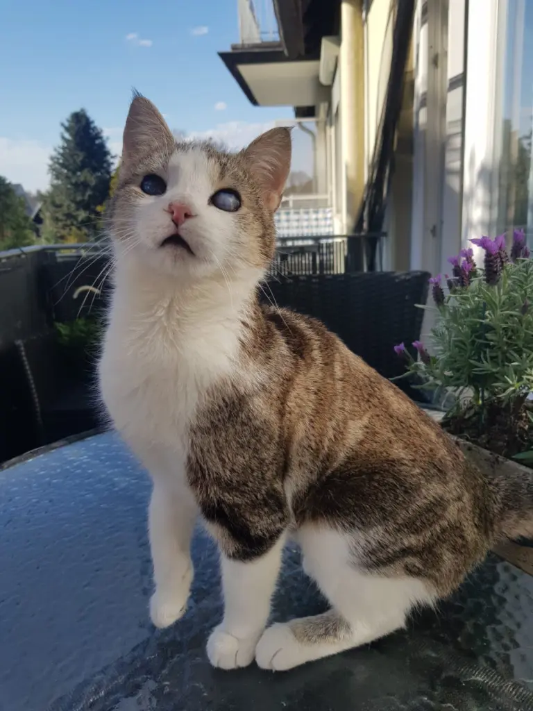 Image from Luna