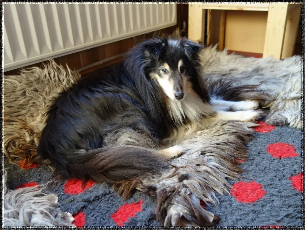 Andachtsbild von Collie in Not e. V.