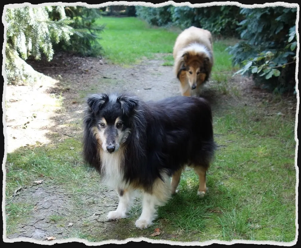 Andachtsbild von Collie in Not
