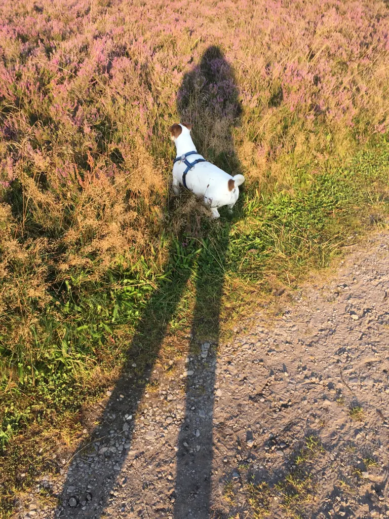 Image from Lulu