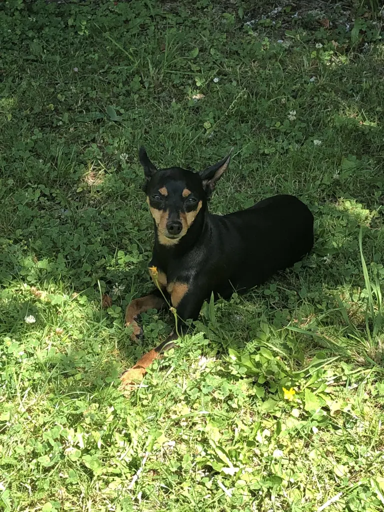 Image from Bailey
