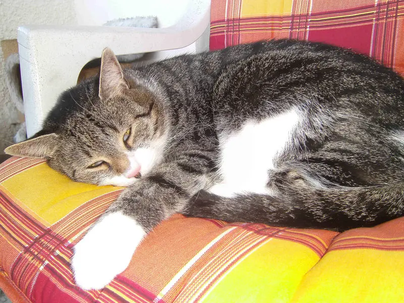 Condolence image of Susanne