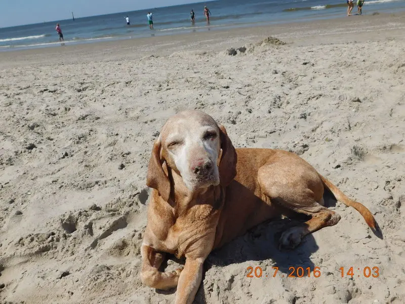 Andachtsbild von katja van Capelle