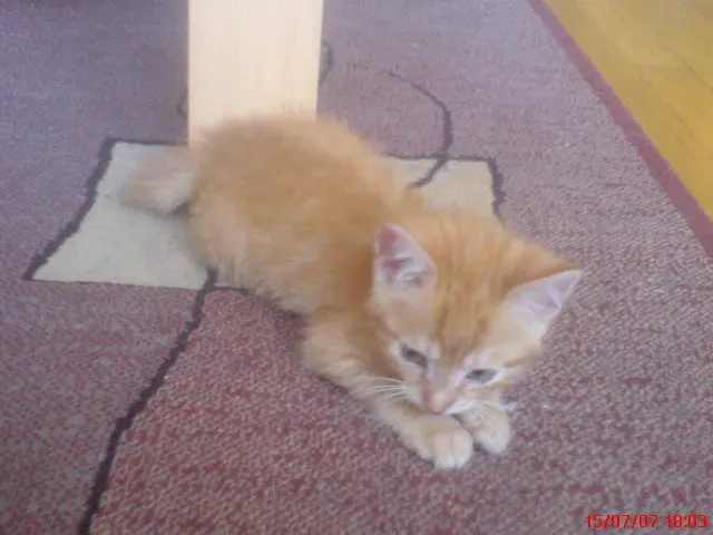 Image from Tiger