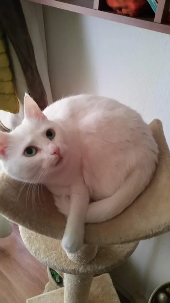 Image from Lissy