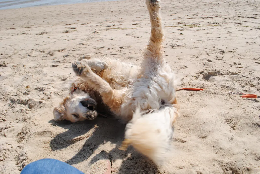 Andachtsbild von Jessi