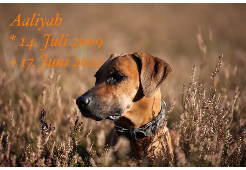 Image from Aaliyah