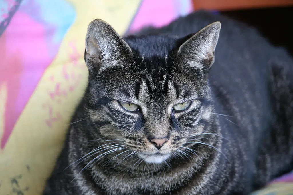 Image from Tigger