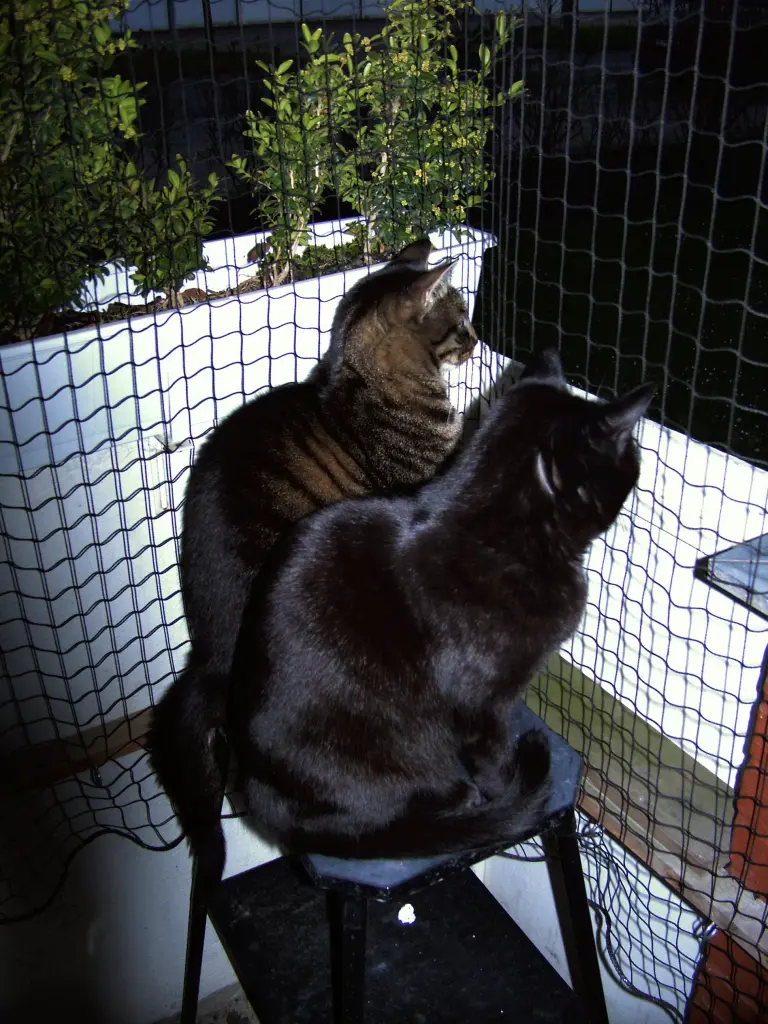 Image from Tigger