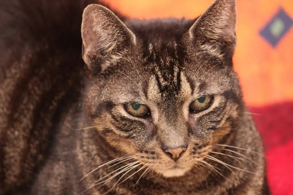 Image from Tigger