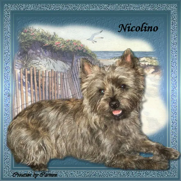 Image from Nico