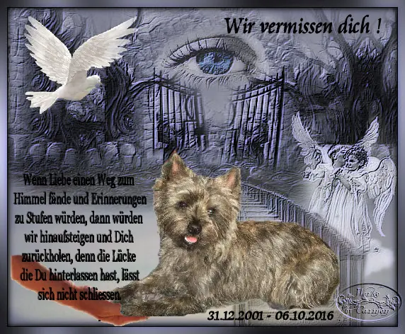 Image from Nico